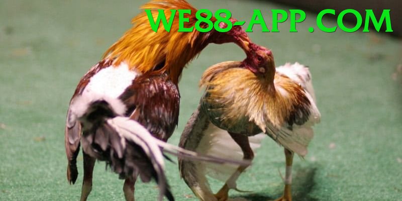 Trường Đấu Đá Gà Chuyên Nghiệp - Game mới