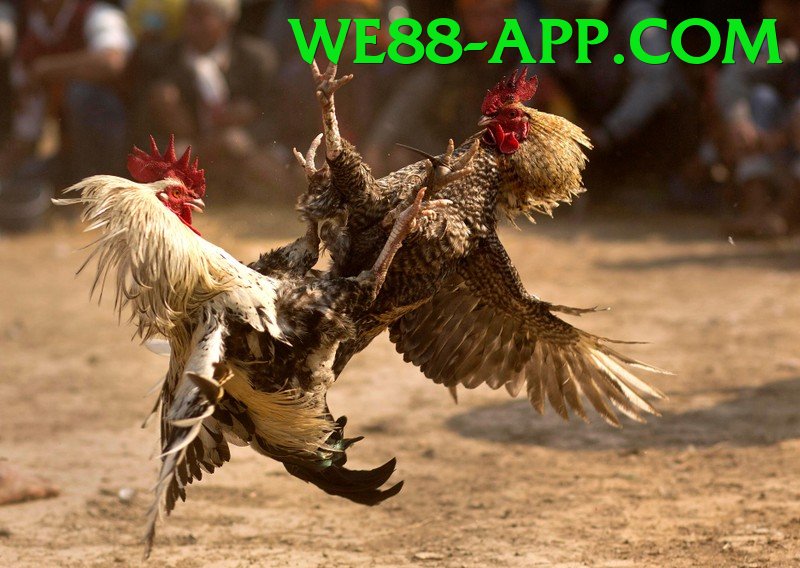 Đá Gà Trực Tiếp - we88 - Tối ưu tốt